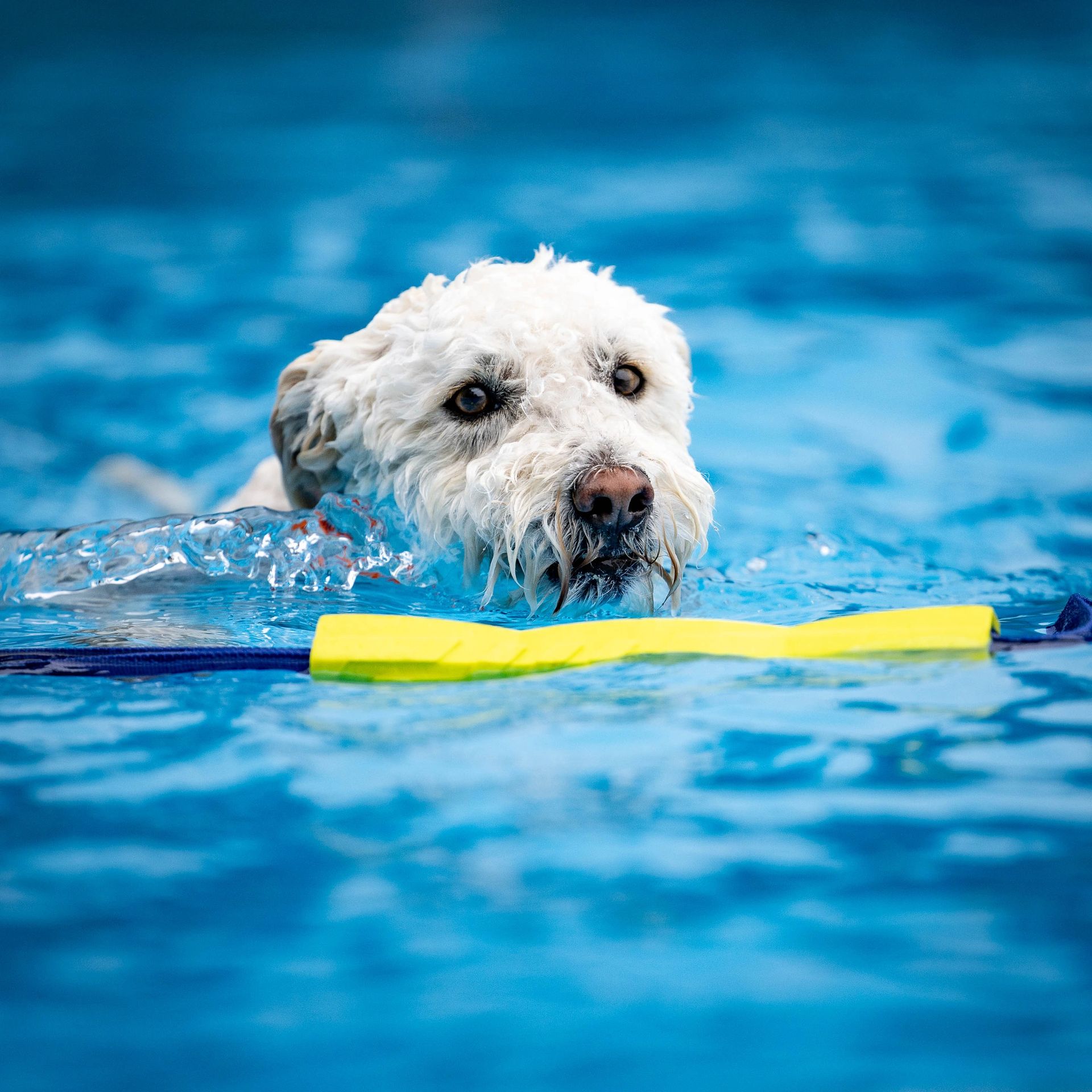 Dog leaping off dock into water at dock diving event